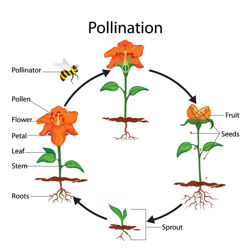 Project: Pollination